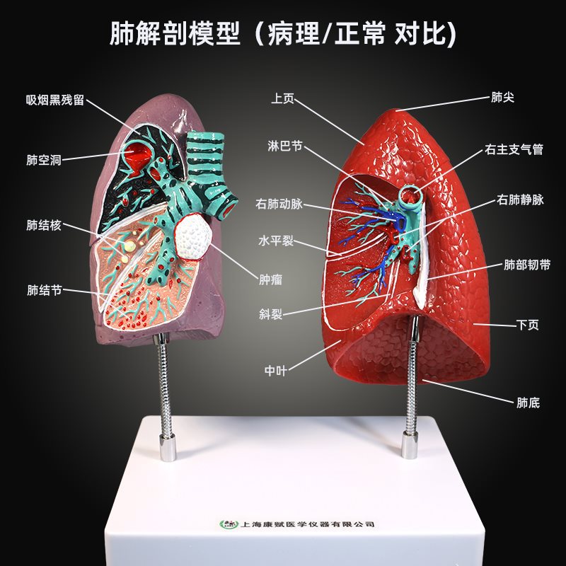 Respiratory system model, human lung pathology, lung larynx, heart and lung, visceral system anatomical structure, medical teaching