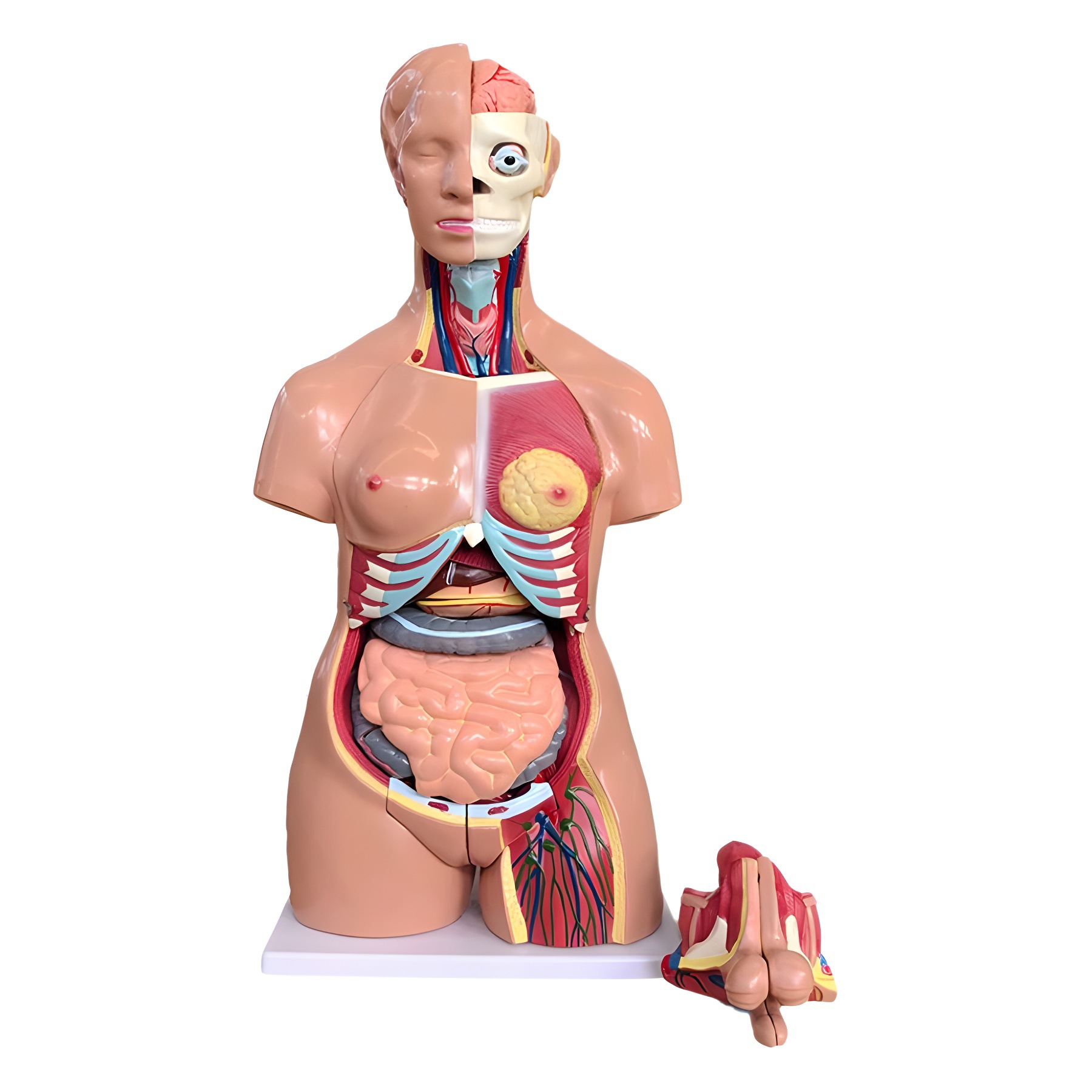Detachable human anatomy model medical teaching trunk system structure diagram popular science teaching Item Picture