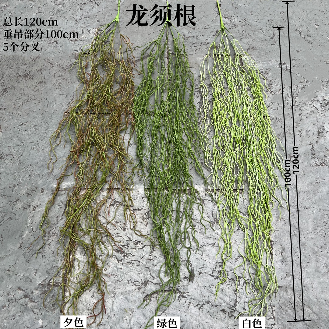 蕨类植物实物图