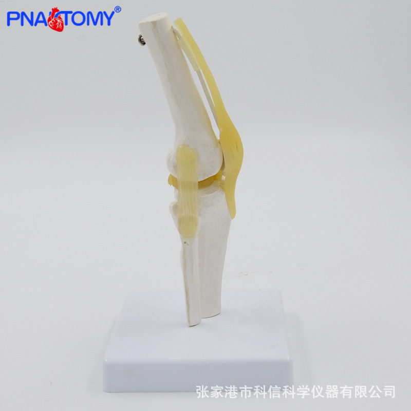 Anatomical model knee joint section diagram of human internal organs teaching human anatomy teaching model physical display details Picture