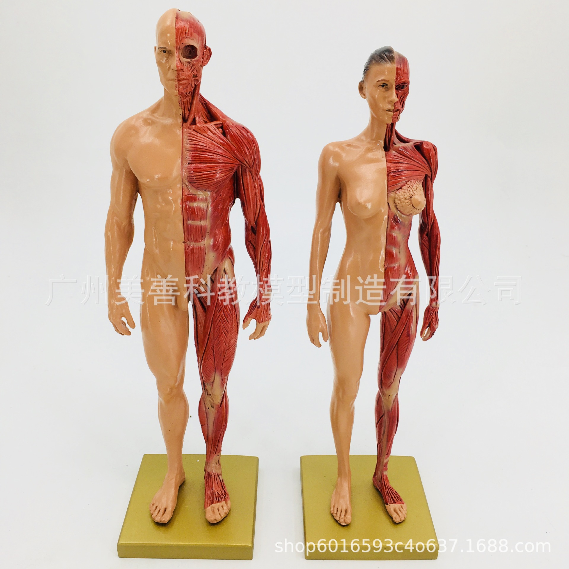 Direct sales from the manufacturer of human muscle models, tissue and skeleton anatomical models, medical student teaching models, and tools details Picture