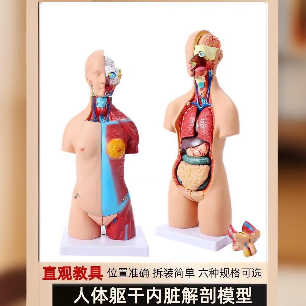 Detachable human anatomy model medical teaching trunk system structure diagram popular science teaching