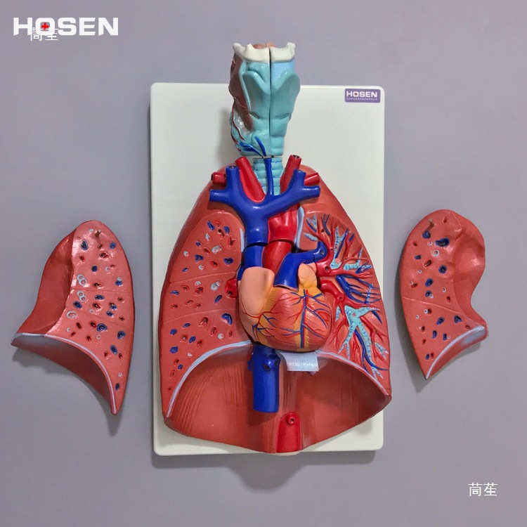 Human respiratory system model, larynx, heart and lung structure, detachable medical teaching mold props for larynx, heart and lung Application Scenario