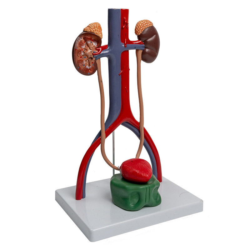 1:1 urogenital system model, kidney anatomy mold, bladder and ureter structure three-dimensional teaching Item Picture