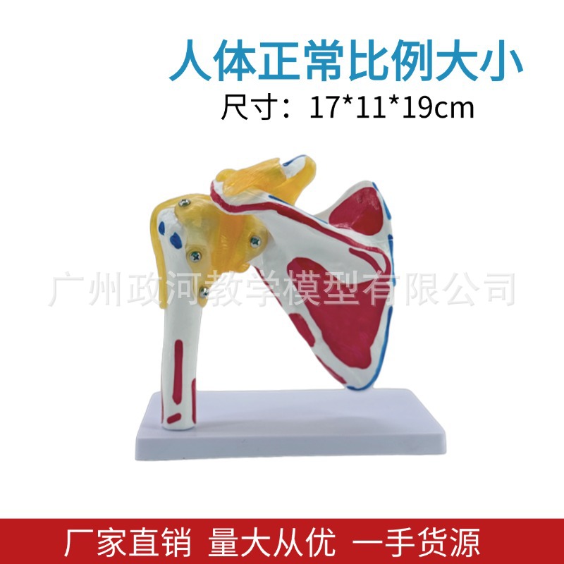 Shoulder joint model with muscle starting and ending points, collarbone, scapular ligament, medical mold, orthopedic fitness, yoga teaching demonstration details Picture
