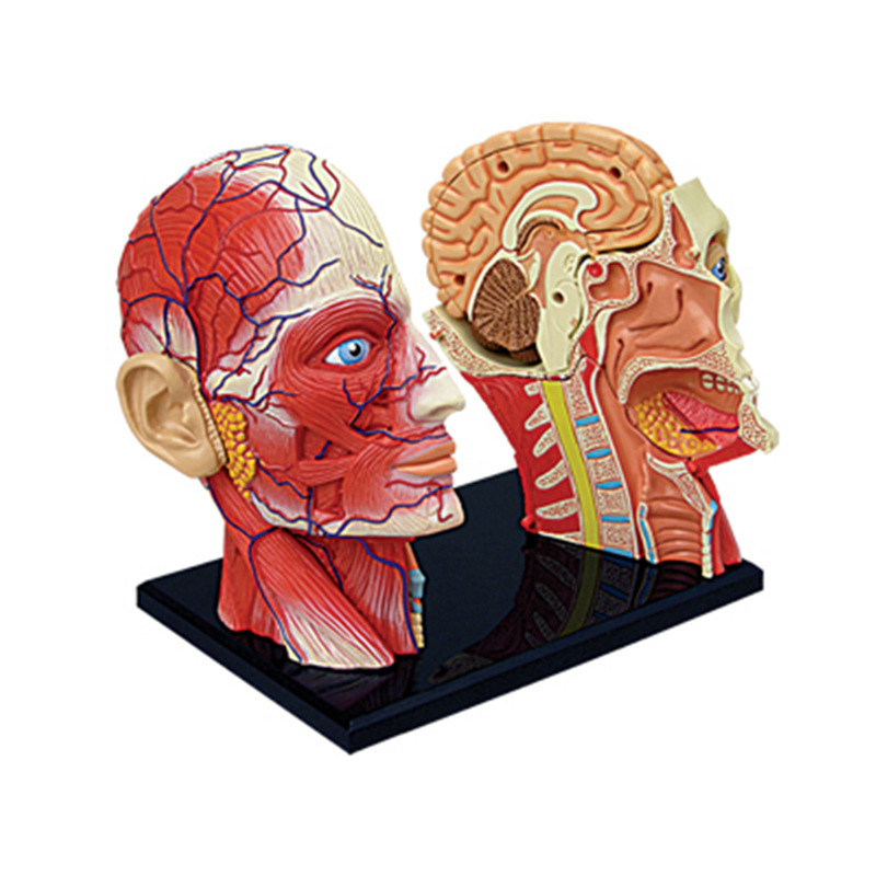 4D MASTER Educational Assembly Toy: A model of human head muscle and nerve anatomy for medical teaching Specification image
