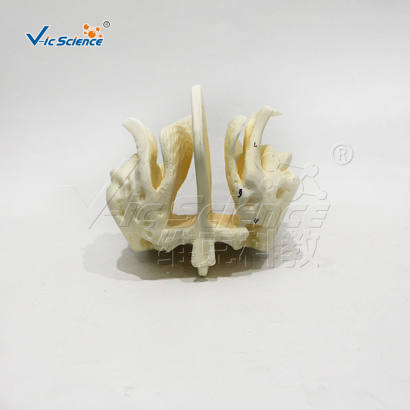 Magnified model of human skull and ethmoid bone, demonstration model of nasal cavity and paranasal sinus structure, medical teaching and research tools