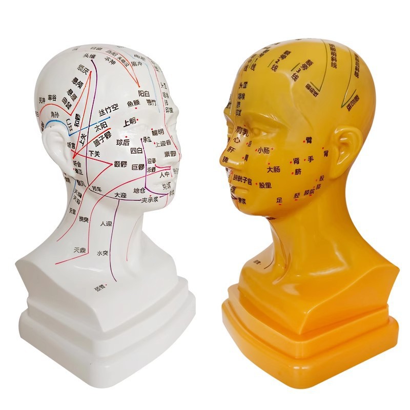 Head medical acupuncture practice model, traditional Chinese medicine acupoint meridian massage human body model, massage head model 21cm Application Scenario