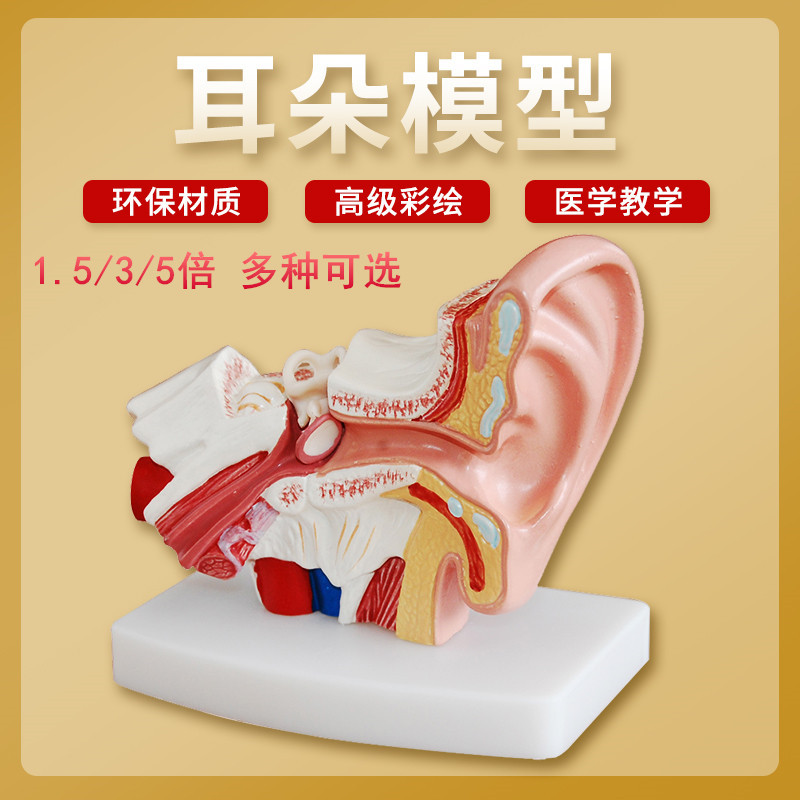 耳模型桌上型耳解剖模型外中内耳部听觉系统耳朵构造教学医学