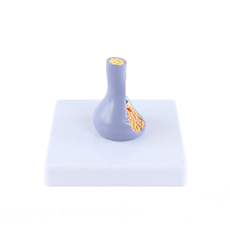 生物教学器材实物图