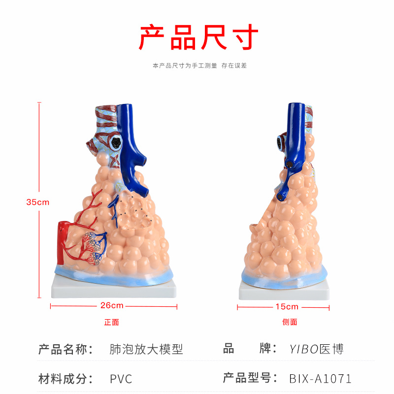 Human alveolar model medical teaching tools, human medical alveolar dissection model, human model details Picture