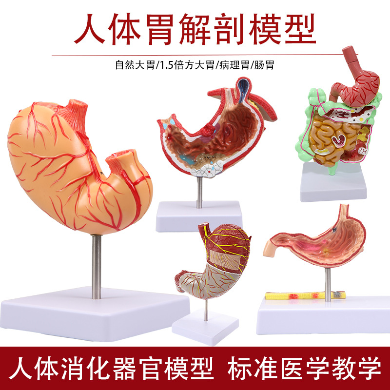 人体胃解剖模型中医教学实物人体胃结构模型便携演示器材音叉辅助学习