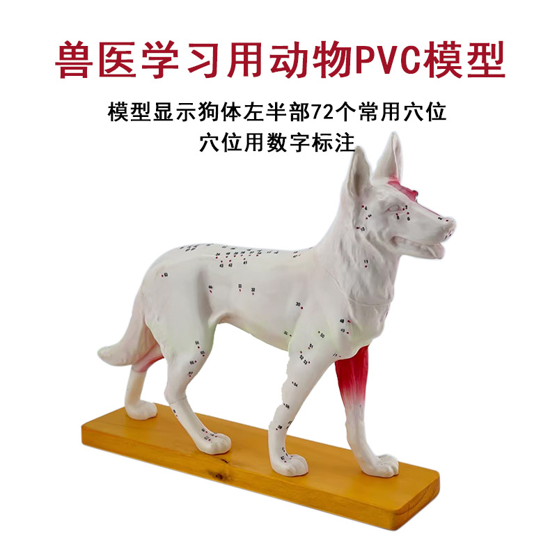Dog body acupuncture point model and dog superficial muscle spine model, veterinary teaching animal PVC model details Picture