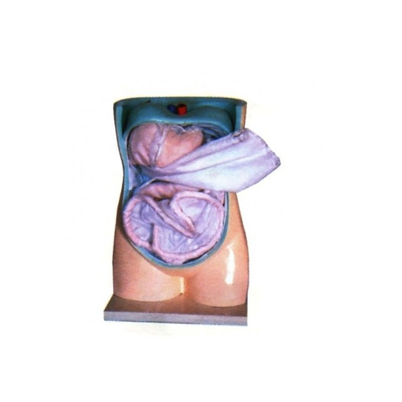 Zhongwei Medical's natural large-scale simulation of peritoneal and visceral structure clinical anatomy supplies, peritoneal and visceral models Specification image