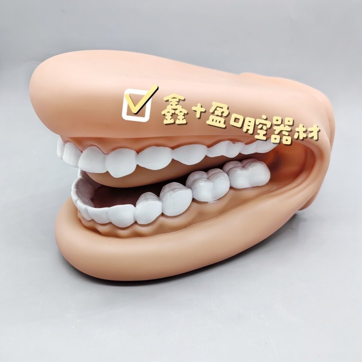 Dental model, oral teaching, dental simulation teaching AIDS, kindergarten brushing, medical children's pronunciation demonstration, handheld Application Scenario