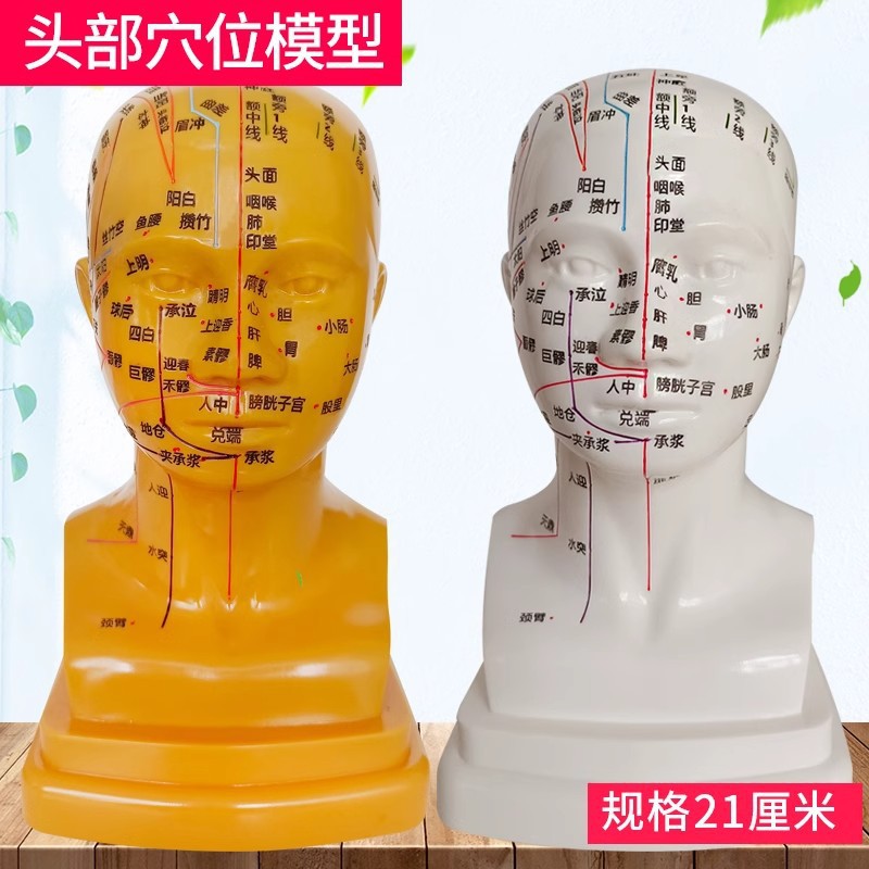 Head medical acupuncture practice model, traditional Chinese medicine acupoint meridian massage human body model, massage head model 21cm details Picture