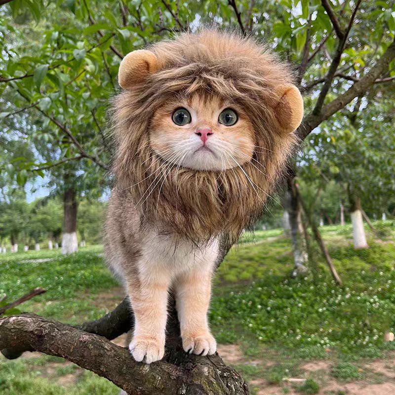 Cat lion headgear, small dog hat, cross-border pet headgear, bichon Frise cute photo headgear, funny headgear Item Picture