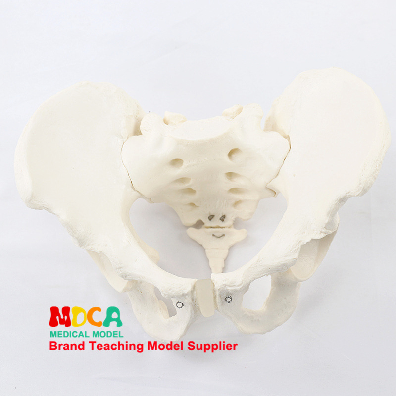 Medical model, pelvic and reproductive anatomy teaching model, tuning fork, traditional Chinese medicine physiotherapy auxiliary tool, suitable for teaching and training Item Picture