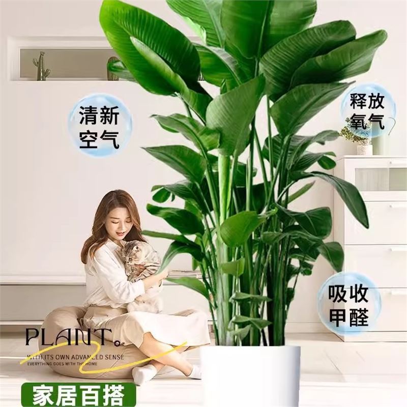 网红天堂鸟盆栽室内大型植物鹤望兰客厅办公室大盆栽绿植天堂鸟苗详情图2