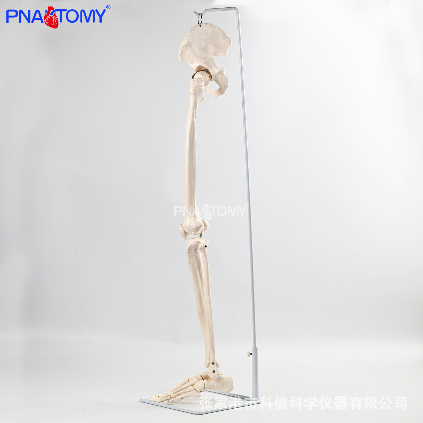 Medical human suspended lower limb bone belt hip bone anatomical model sacroiliac joint Medical doctor-patient communication prop department details Picture
