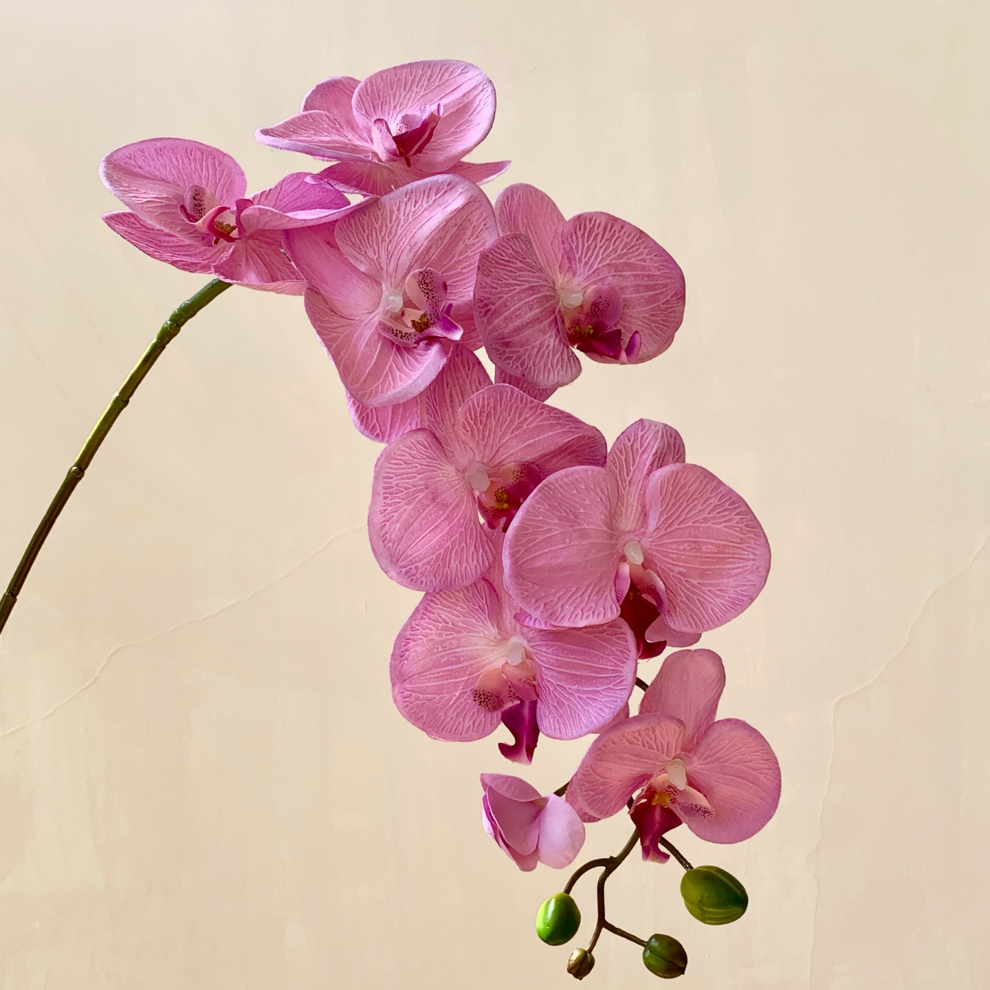 白桦树树叶/春天花园/微缩树桩古树/绿植仿真树/白桦树叶子细节图