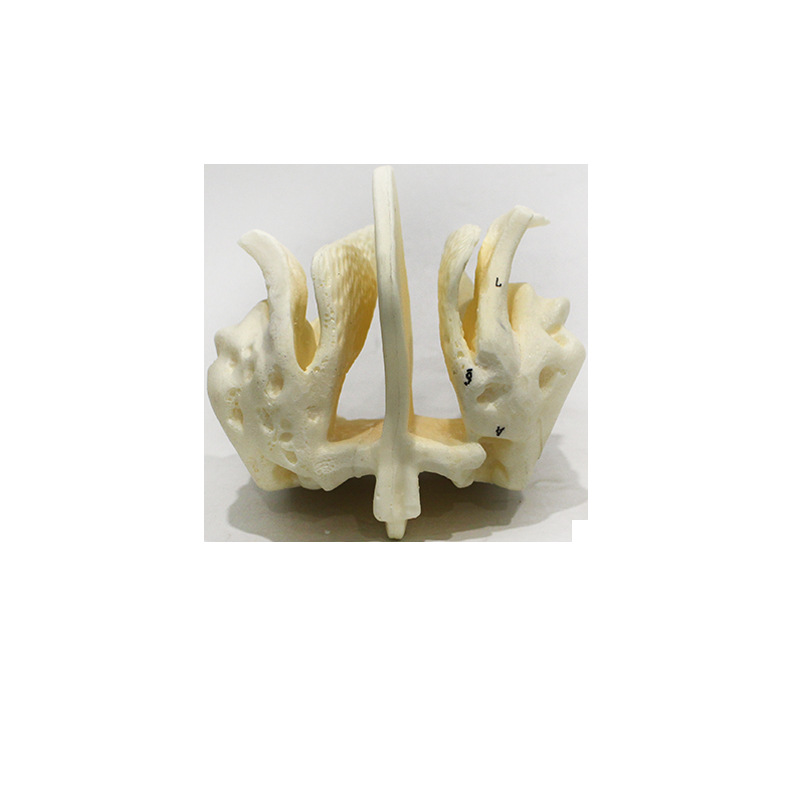 Magnified model of human skull and ethmoid bone, demonstration model of nasal cavity and paranasal sinus structure, medical teaching and research tools Item Picture