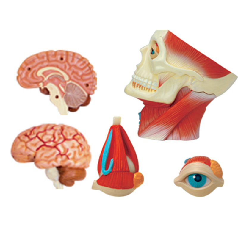 4D MASTER Educational Assembly Toy: A model of human head muscle and nerve anatomy for medical teaching Application Scenario