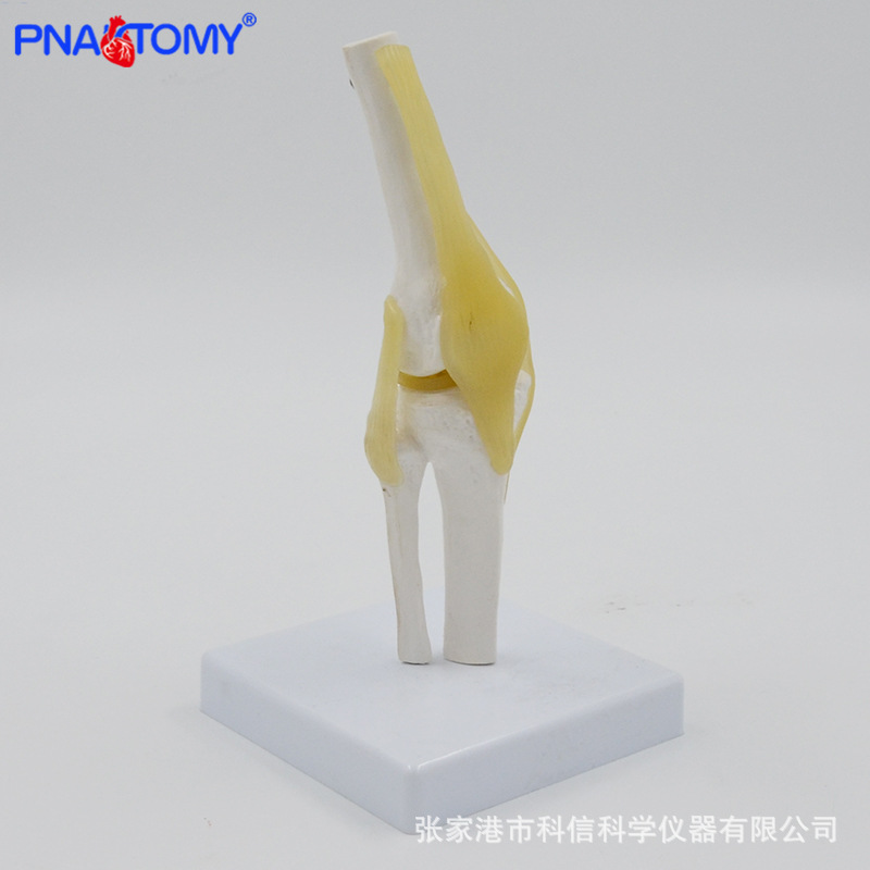 Anatomical model knee joint section diagram of human internal organs teaching human anatomy teaching model physical display Application Scenario