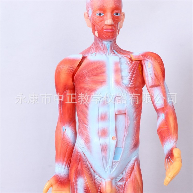 Medical lecture models, biological classroom display models, human anatomy models, student education demonstration teaching materials Specification image