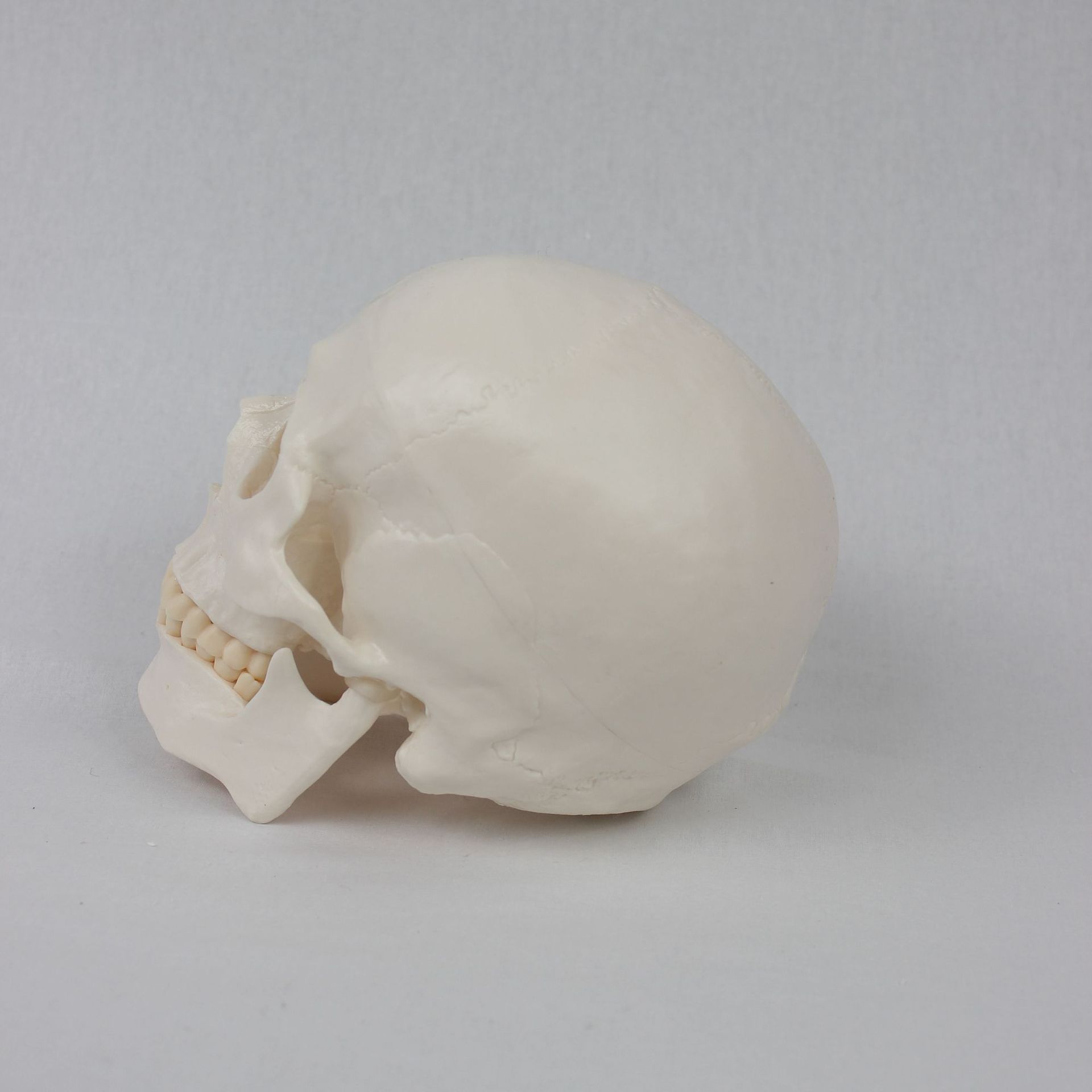 Teaching skull natural adult skull model anatomy teaching model medical college clinical teaching supplies Specification image