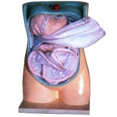 Zhongwei Medical's natural large-scale simulation of peritoneal and visceral structure clinical anatomy supplies, peritoneal and visceral models Item Picture