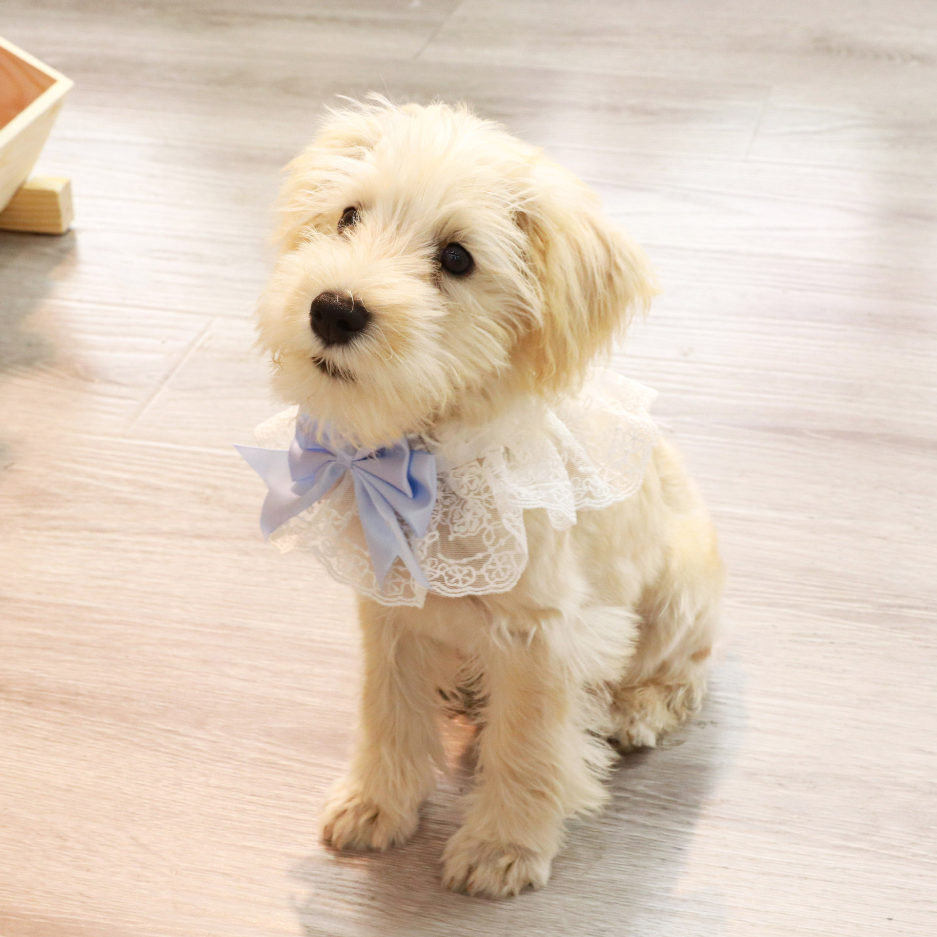 领结/领花实物图