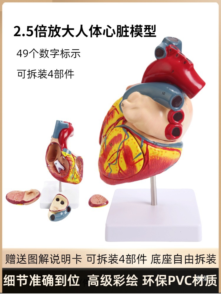 Standard human heart anatomy model B-ultrasound color Doppler ultrasound detachable natural large heart medical teaching aid model Specification image