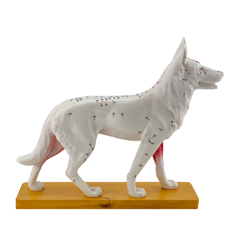 Dog body acupuncture point model and dog superficial muscle spine model, veterinary teaching animal PVC model Application Scenario