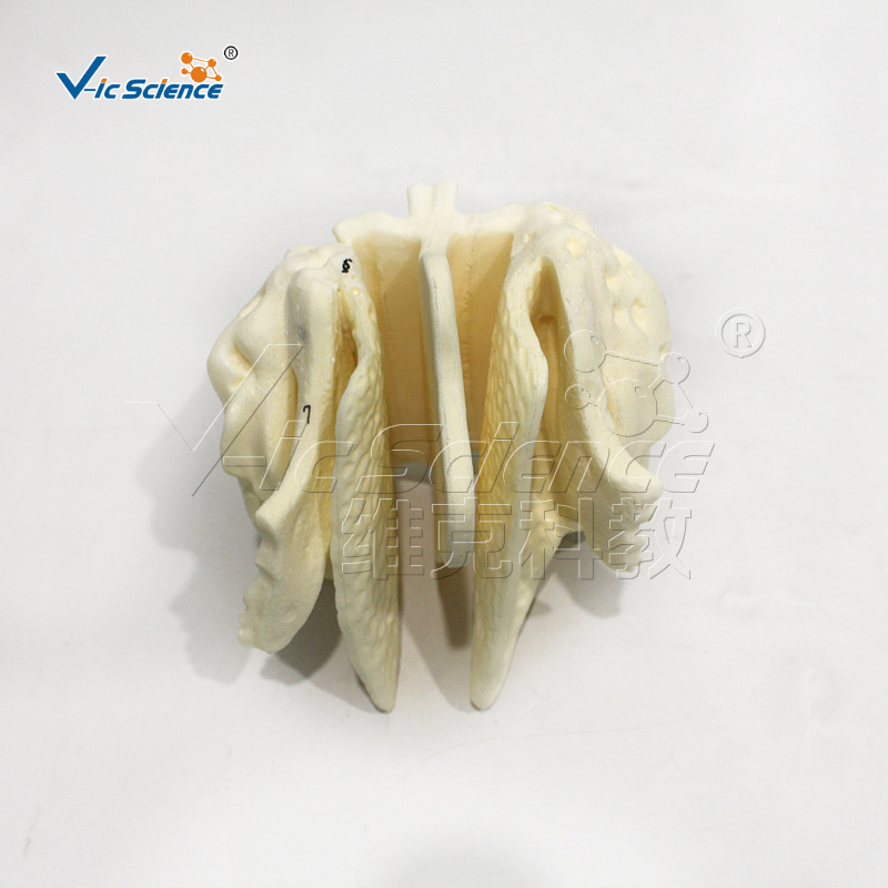 Magnified model of human skull and ethmoid bone, demonstration model of nasal cavity and paranasal sinus structure, medical teaching and research tools Application Scenario