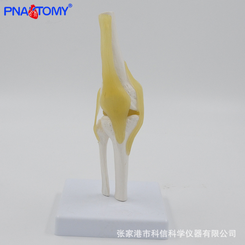 解剖模型膝关节人体内脏切面图教学人体解剖教学用模型实物展示