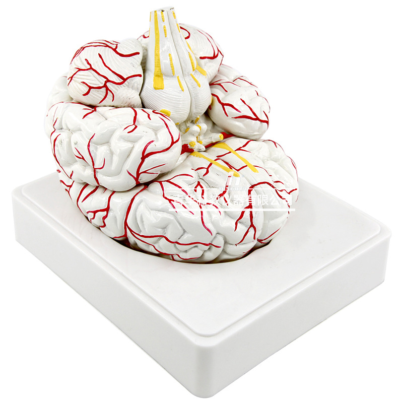 Qinghua 4D Assembly Brain Anatomy Model, human brain anatomy, cerebrovascular artery, nerve, medical science and education model Specification image