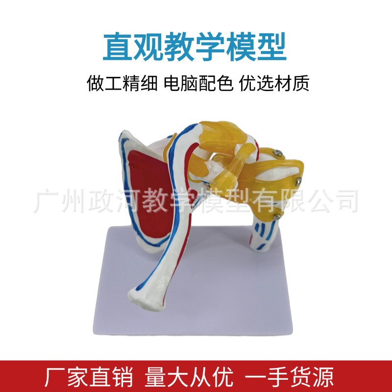 Shoulder joint model with muscle starting and ending points, collarbone, scapular ligament, medical mold, orthopedic fitness, yoga teaching demonstration Specification image