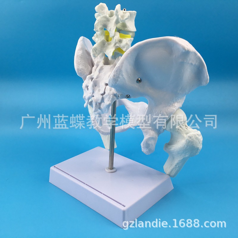 Natural large female pelvic second lumbar vertebra model, hip sacral and coccyx bone model, teaching medicine Item Picture