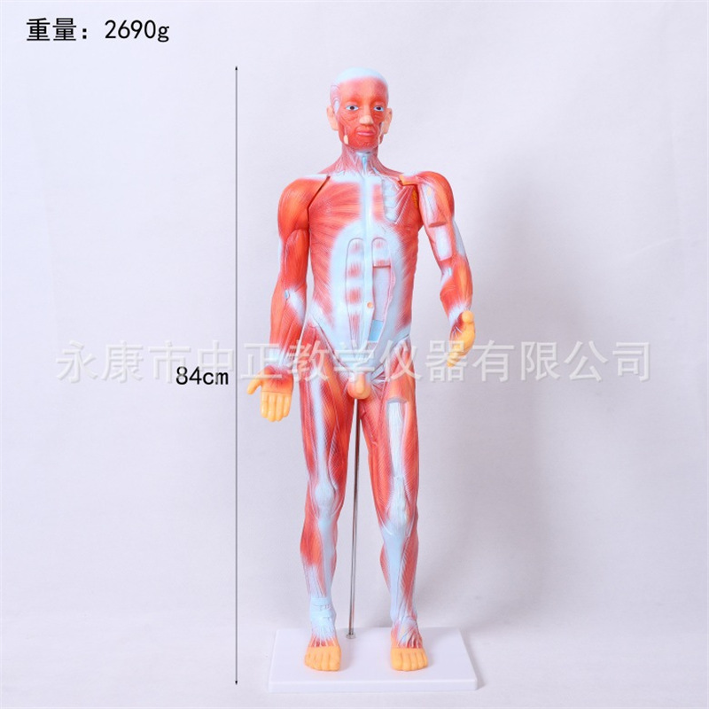 Medical lecture models, biological classroom display models, human anatomy models, student education demonstration teaching materials details Picture