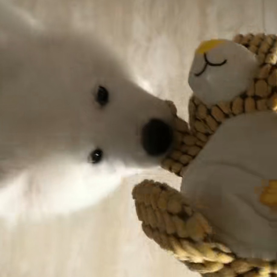 Three-color patch bear dog toy plush pet toy, durable and wear-resistant, interactive and fun to play with details Picture