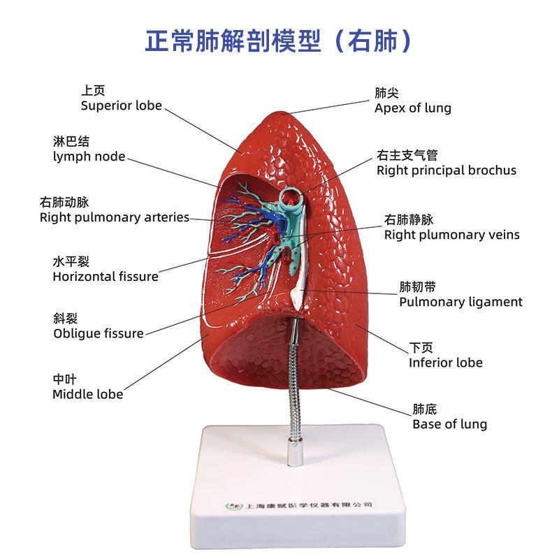 Respiratory system model, human lung pathology, lung larynx, heart and lung, visceral system anatomical structure, medical teaching details Picture