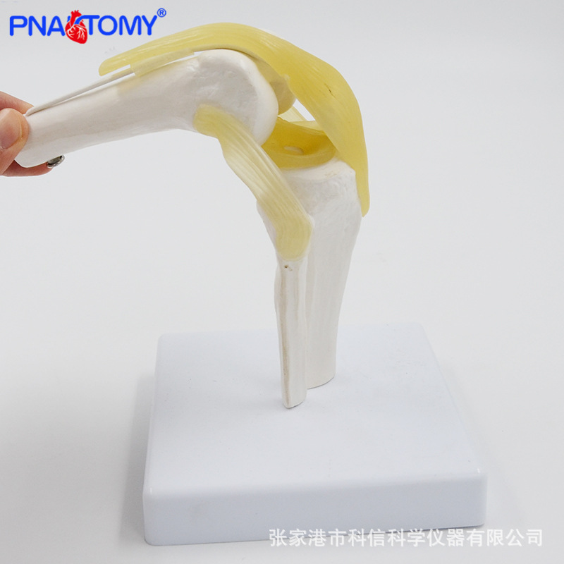 Anatomical model knee joint section diagram of human internal organs teaching human anatomy teaching model physical display Item Picture