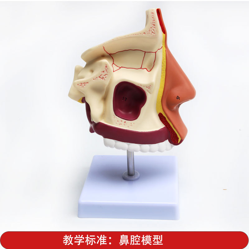 Anatomical model of the human nasal cavity, medical teaching model of otolaryngology, structural and tissue model of the nasal cavity, nose, mouth and nose