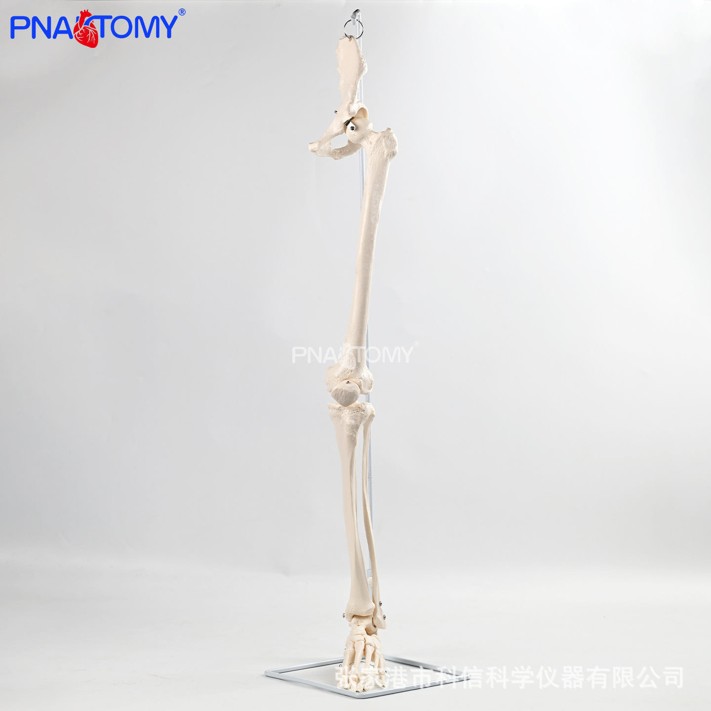 Medical human suspended lower limb bone belt hip bone anatomical model sacroiliac joint Medical doctor-patient communication prop department
