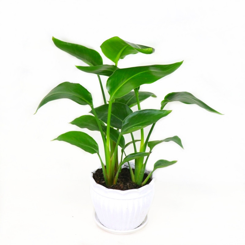 网红天堂鸟盆栽室内大型植物鹤望兰客厅办公室大盆栽绿植天堂鸟苗详情图5