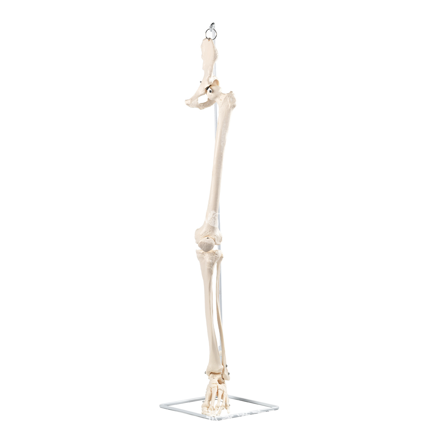 Medical human suspended lower limb bone belt hip bone anatomical model sacroiliac joint Medical doctor-patient communication prop department Item Picture