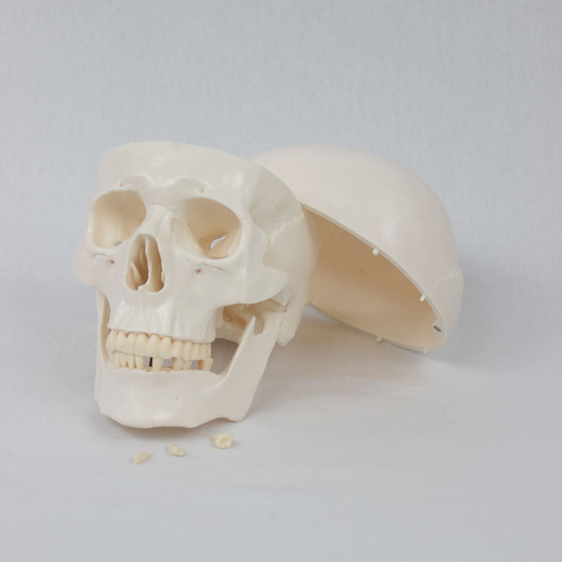 Teaching skull natural adult skull model anatomy teaching model medical college clinical teaching supplies Application Scenario
