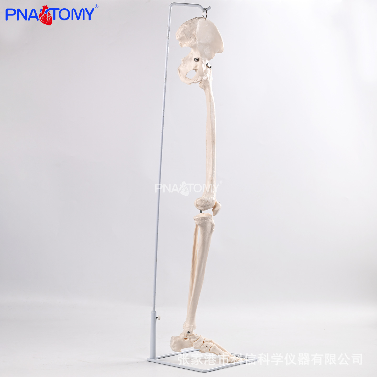 Medical human suspended lower limb bone belt hip bone anatomical model sacroiliac joint Medical doctor-patient communication prop department Application Scenario