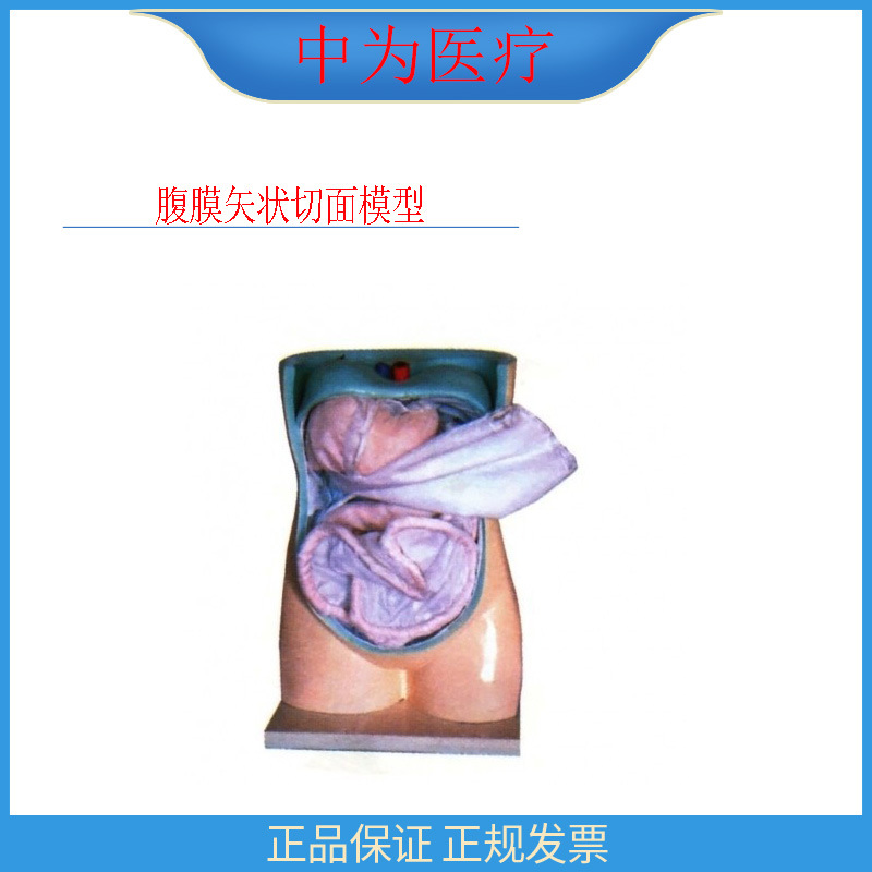 中为医疗 自然大模拟腹膜内脏结构临床解剖用品 腹膜与内脏模型